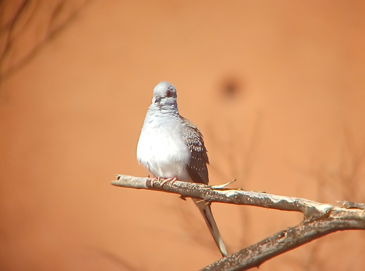 Diamond Dove - ML616804869