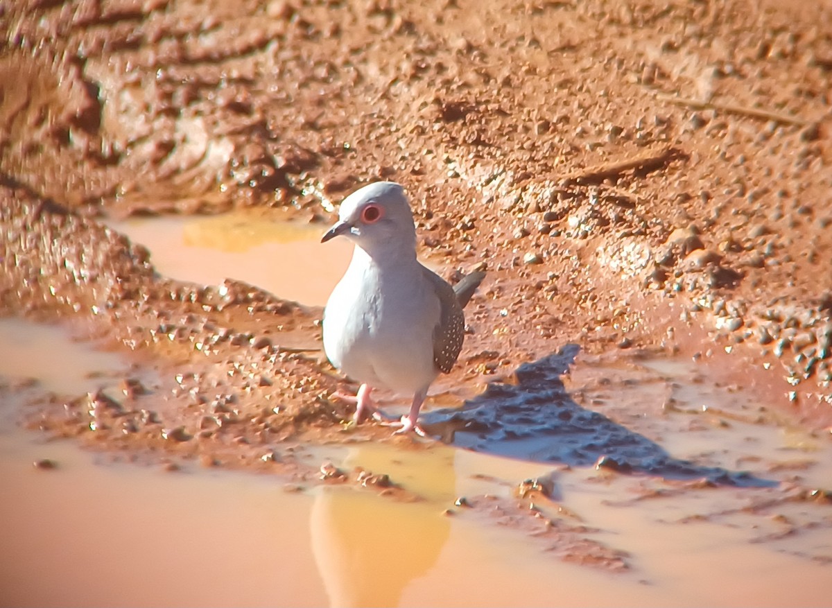 Diamond Dove - ML616804876