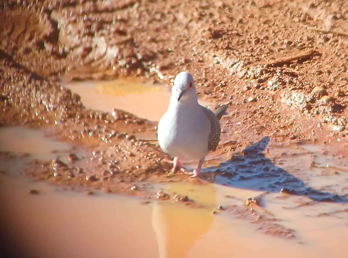 Diamond Dove - ML616804877