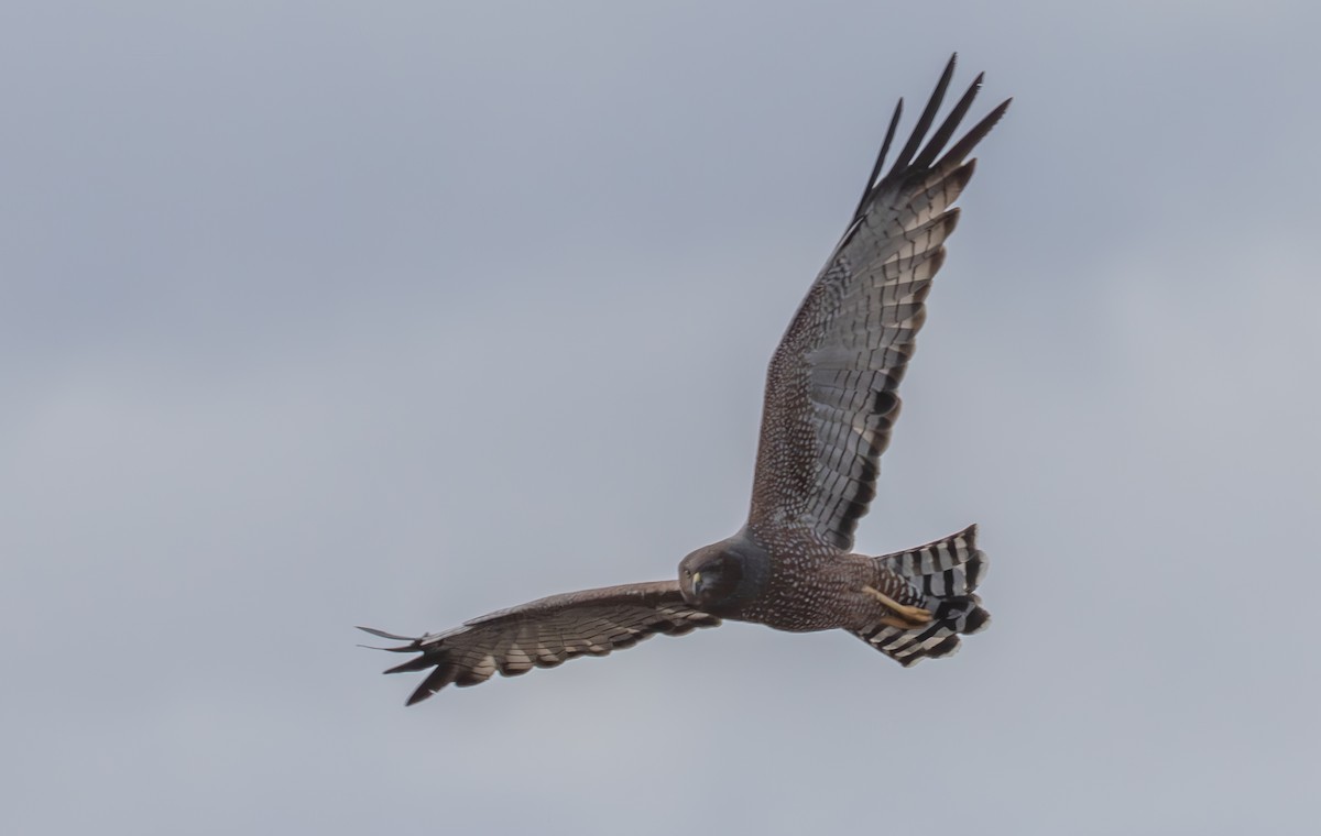 Spotted Harrier - ML616804906