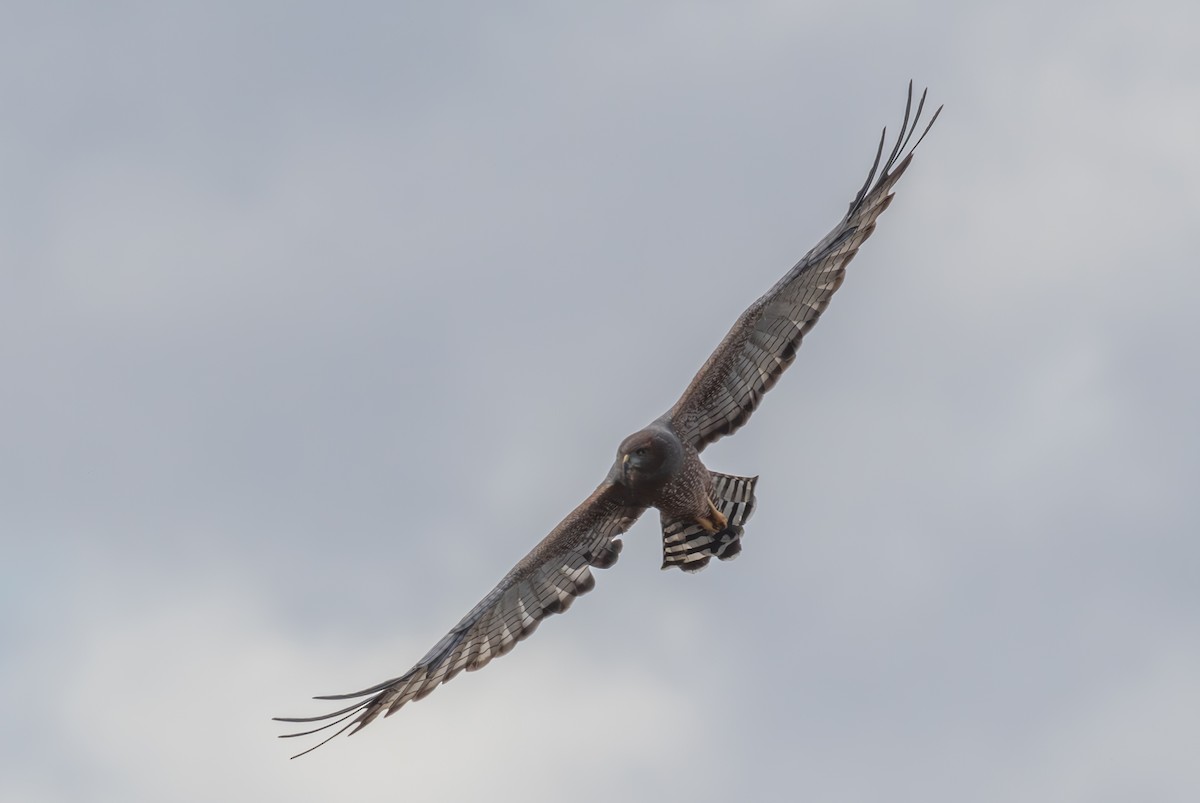 Spotted Harrier - ML616804907