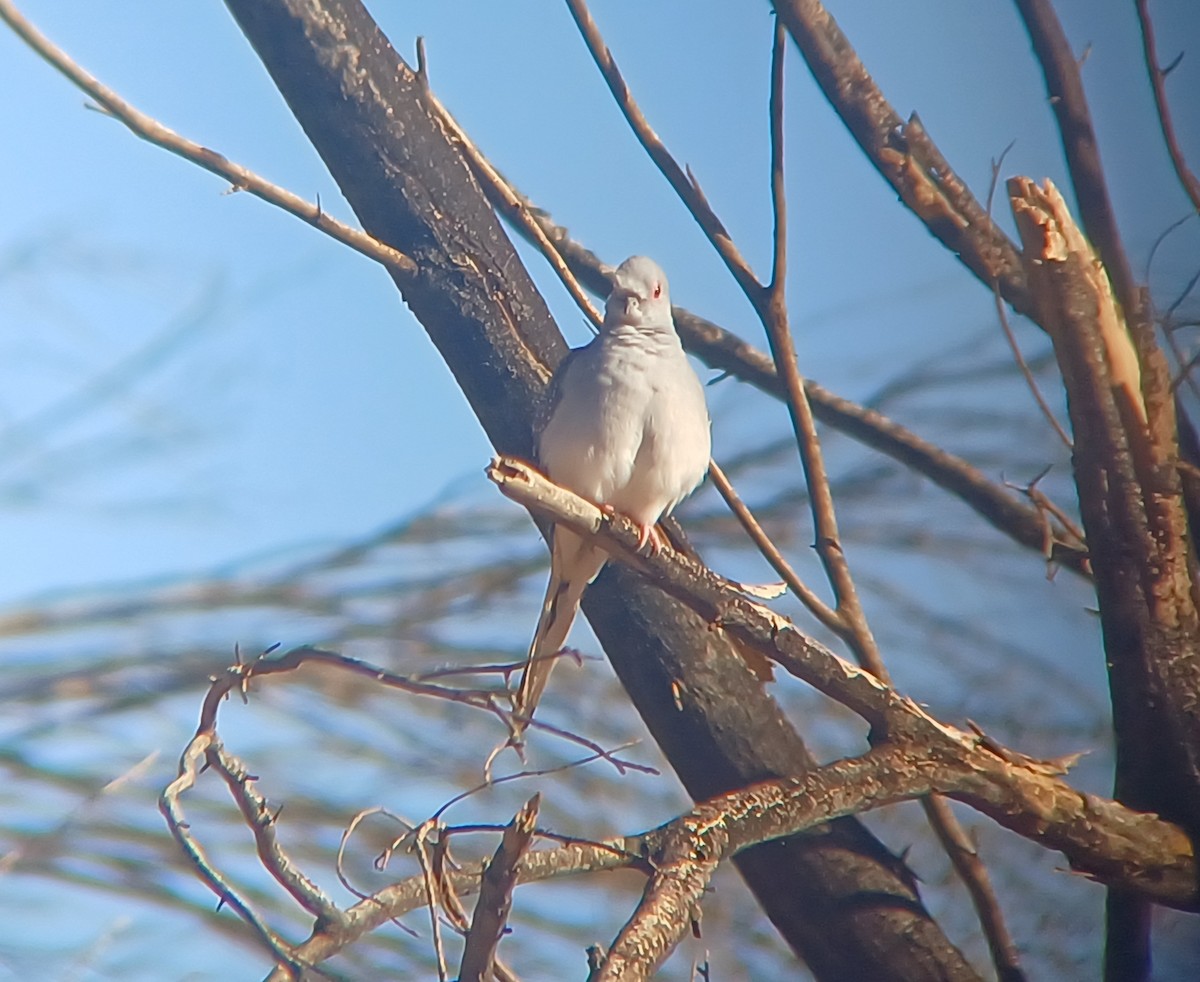 Diamond Dove - ML616804909