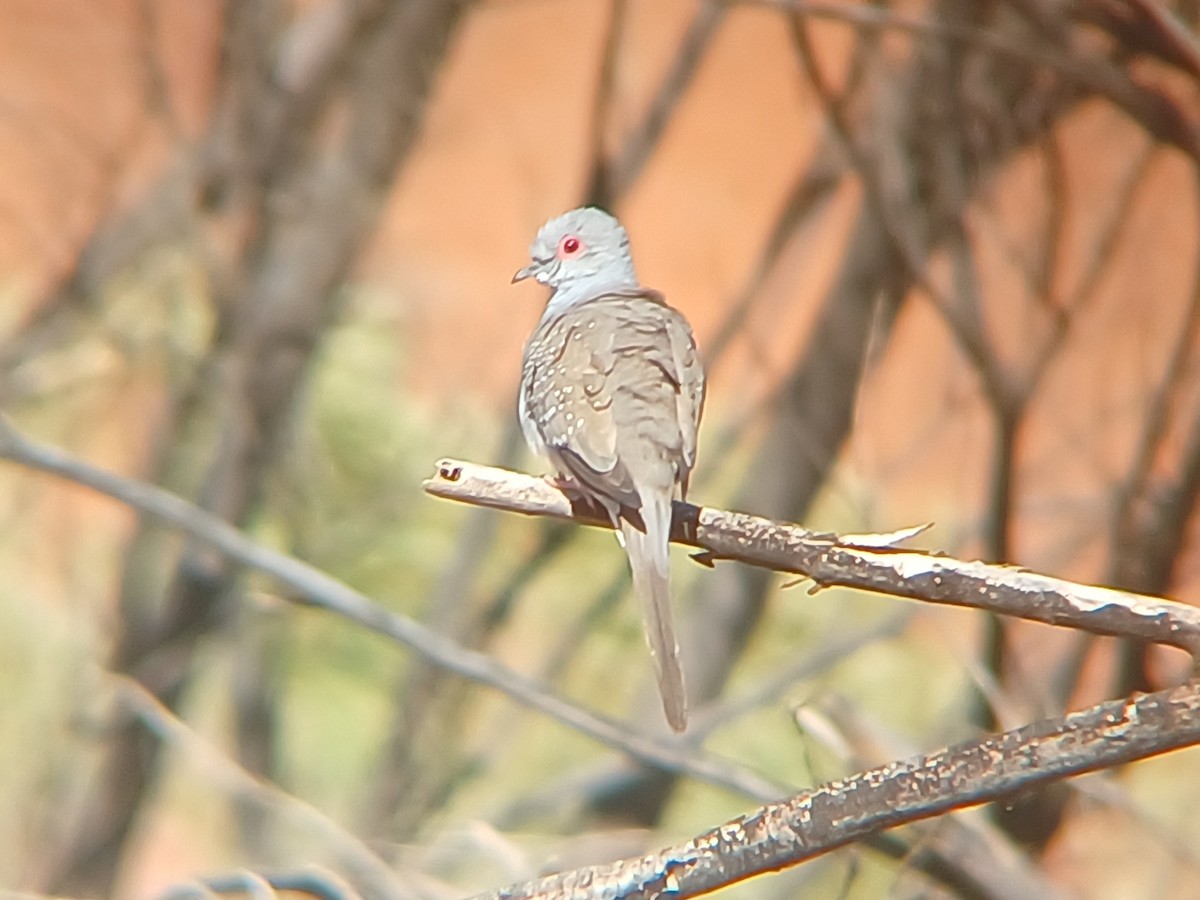 Diamond Dove - ML616804929