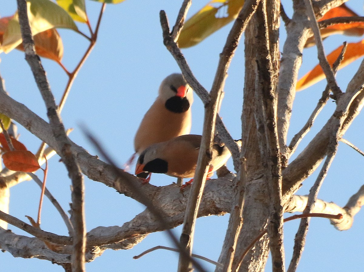 Long-tailed Finch - ML616804945