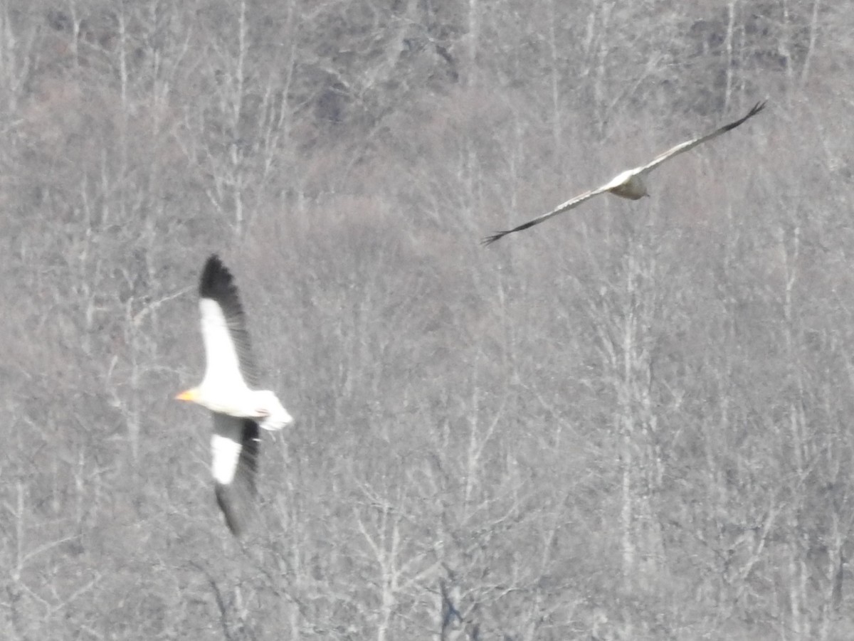 Egyptian Vulture - César María Aguilar Gómez