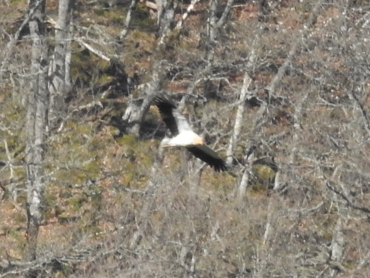 Egyptian Vulture - César María Aguilar Gómez