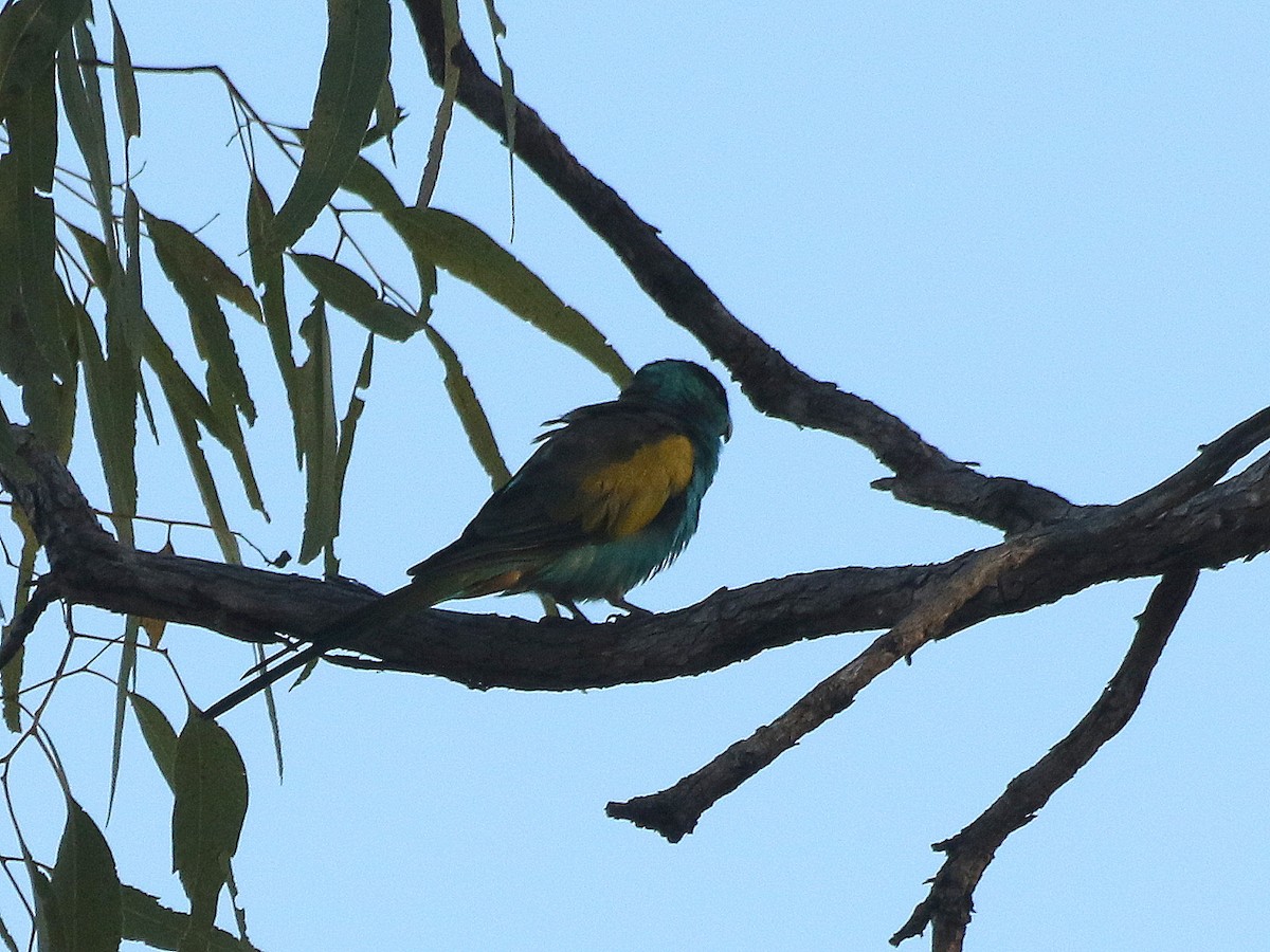 Hooded Parrot - ML616805016