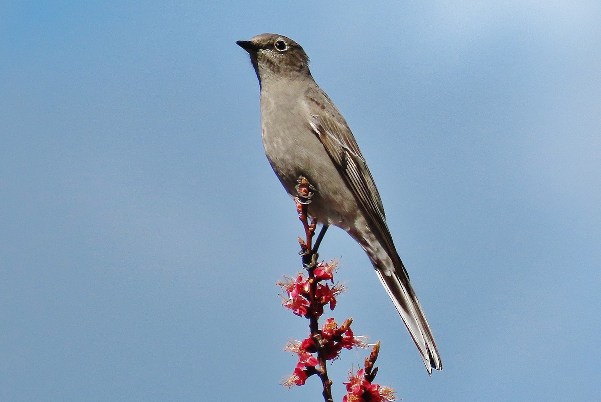 Townsend's Solitaire - ML616805027