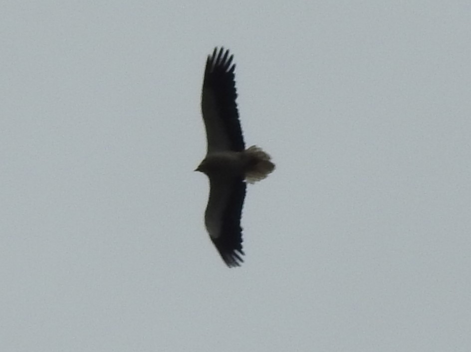 Egyptian Vulture - César María Aguilar Gómez