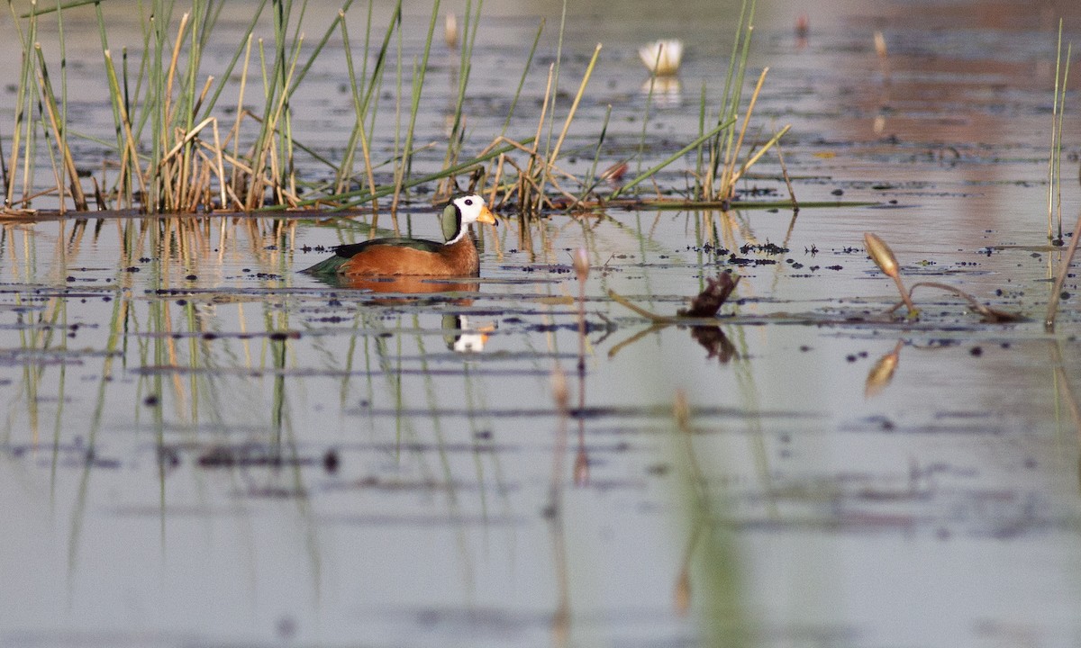 African Pygmy-Goose - Zak Pohlen