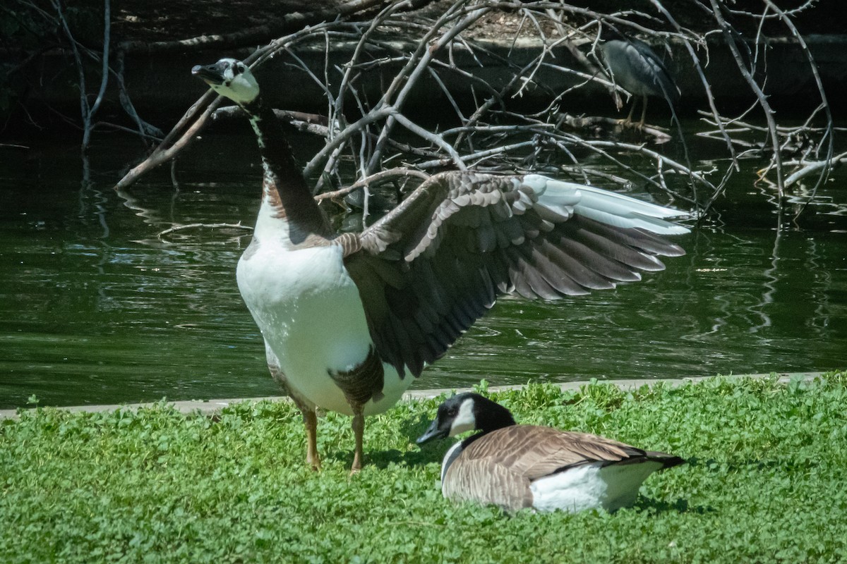 Canada Goose - Eva Seay