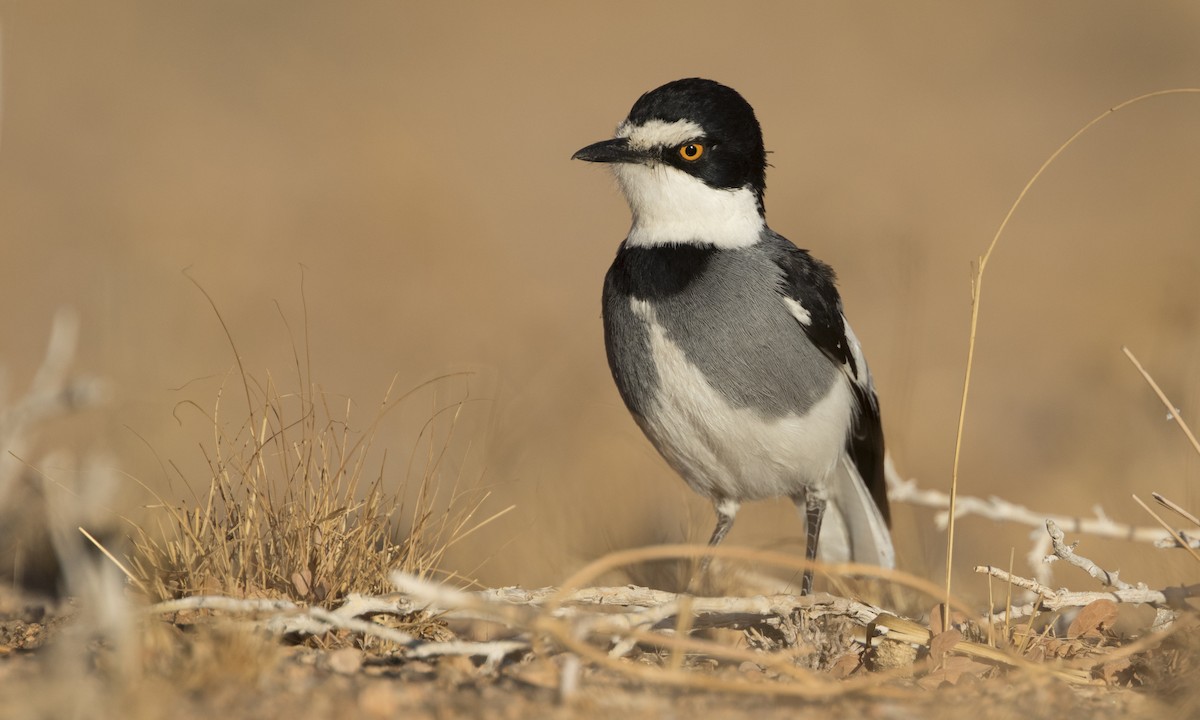 White-tailed Shrike - ML616805147