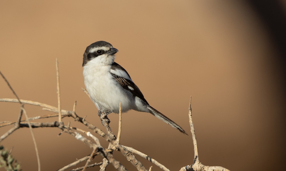 Southern Fiscal - Zak Pohlen