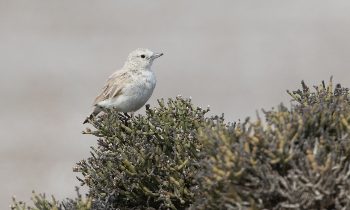 Gray's Lark - ML616805179