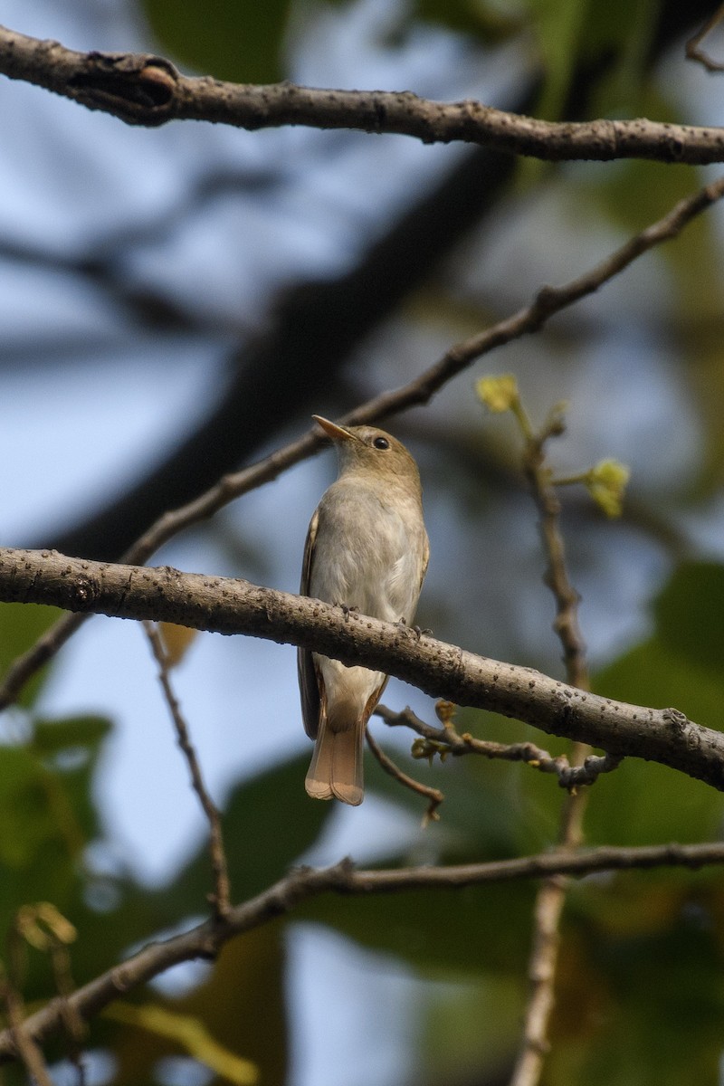 Rusty-tailed Flycatcher - Suvadip Kundu