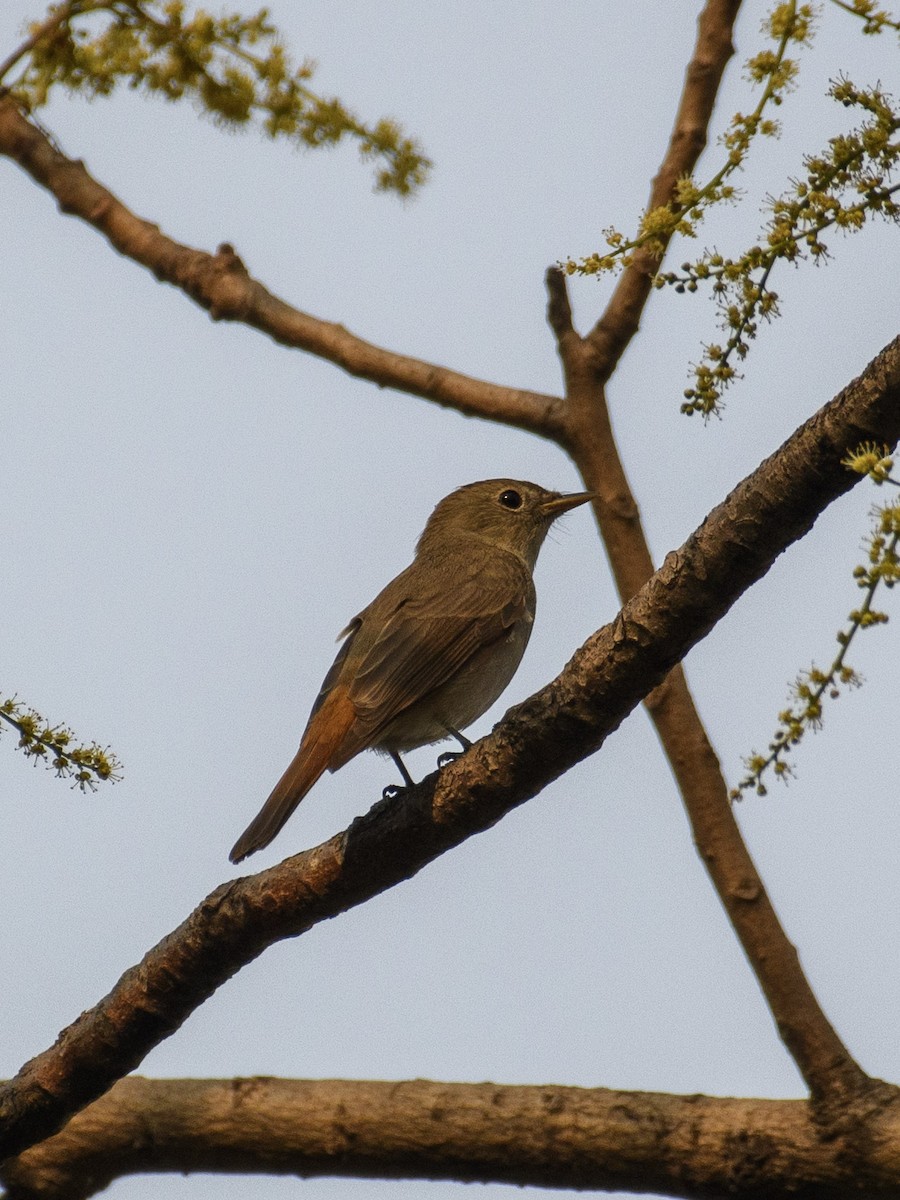 Rusty-tailed Flycatcher - Suvadip Kundu