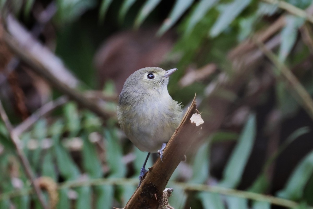 Hutton's Vireo - ML616805214