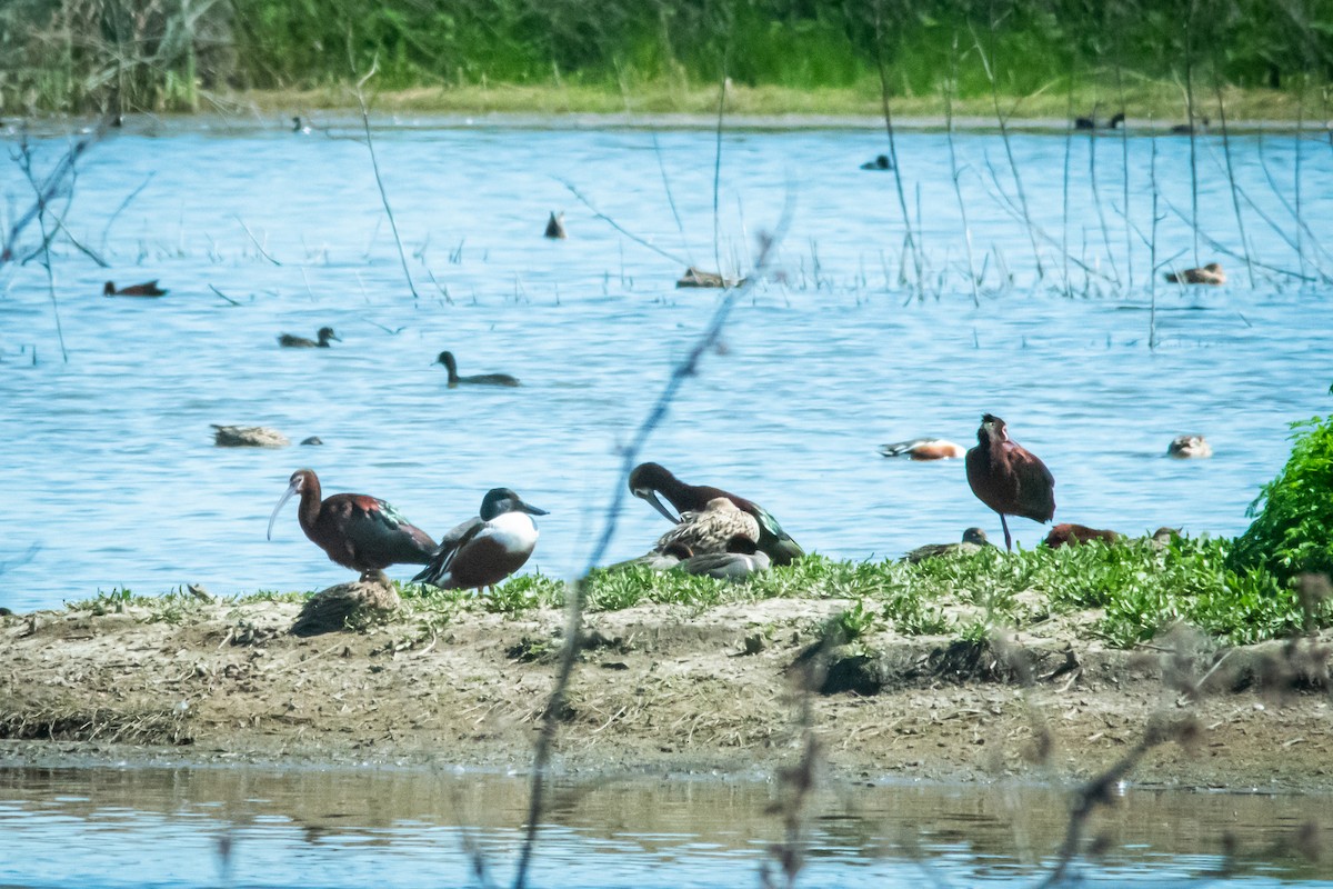 White-faced Ibis - ML616805220