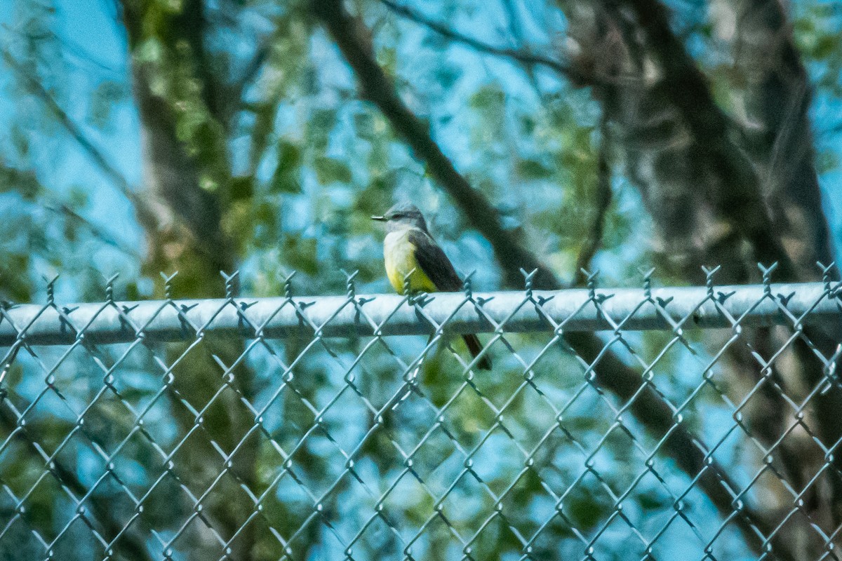 Western Kingbird - ML616805229