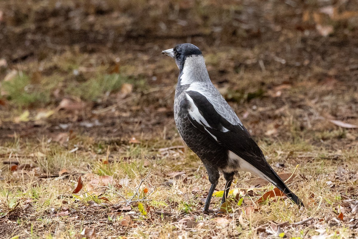 Australian Magpie (White-backed) - Richard and Margaret Alcorn