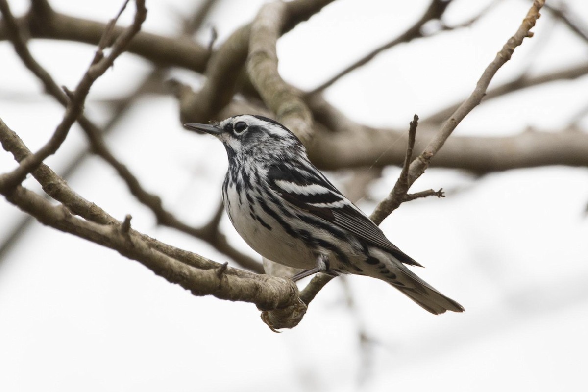 Black-and-white Warbler - KC Childs
