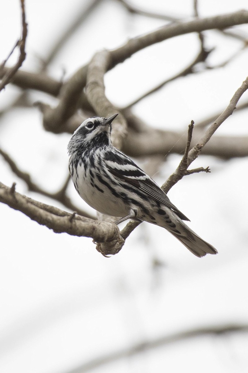 Black-and-white Warbler - ML616805275