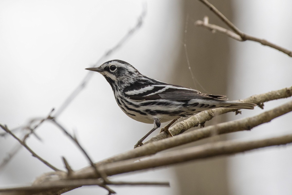 Black-and-white Warbler - ML616805278