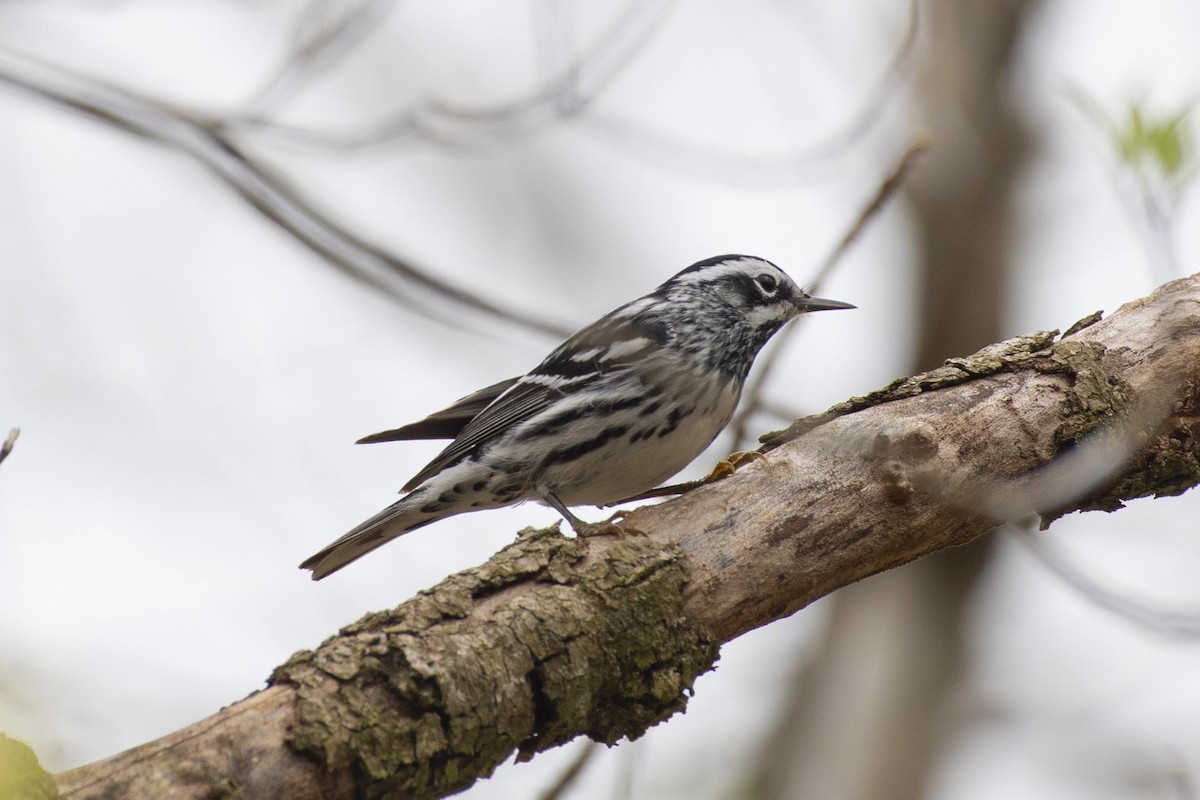 Black-and-white Warbler - ML616805279