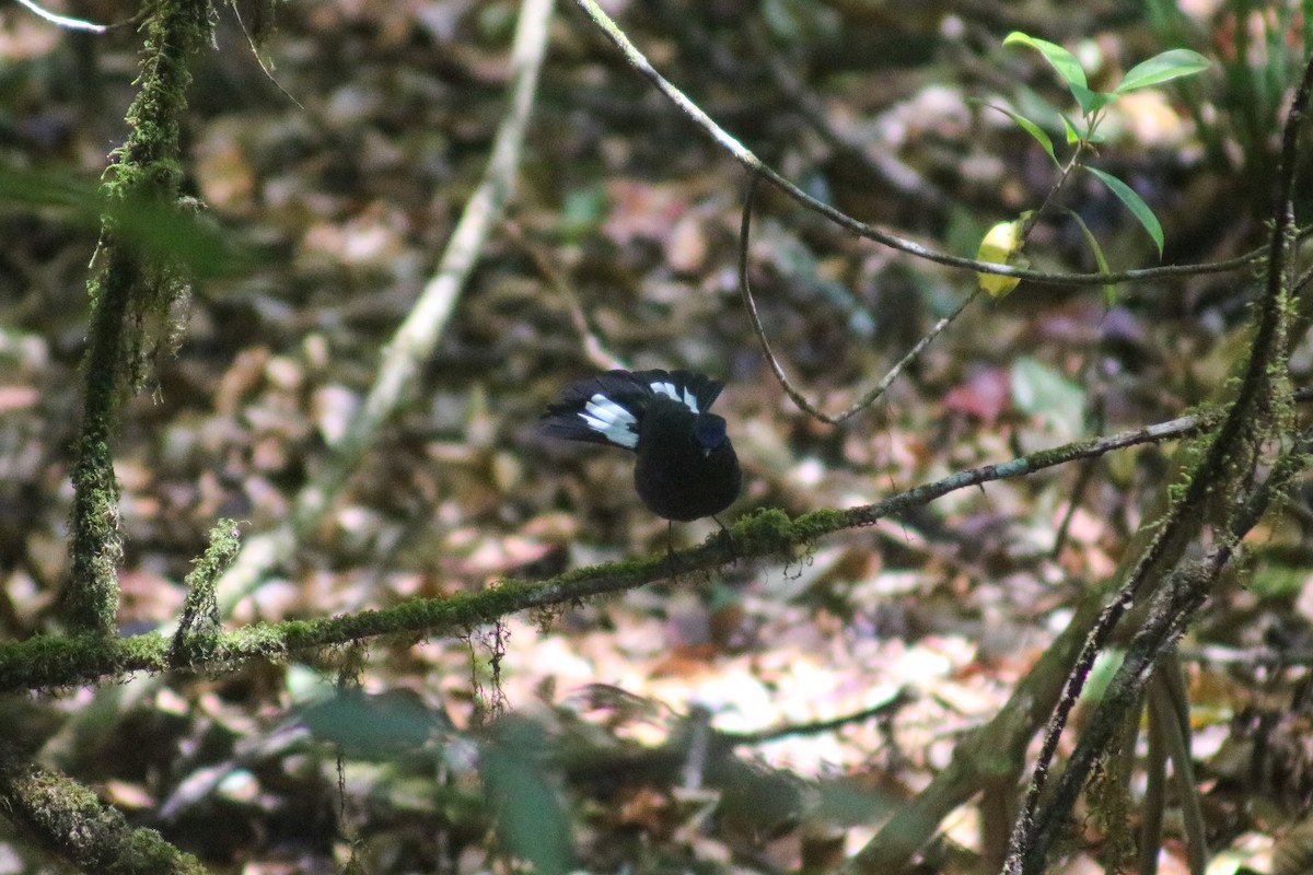 White-tailed Robin (White-tailed) - ML616805303