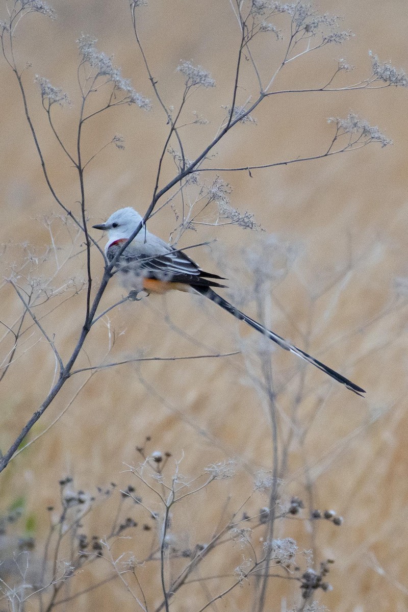 Scissor-tailed Flycatcher - ML616805329