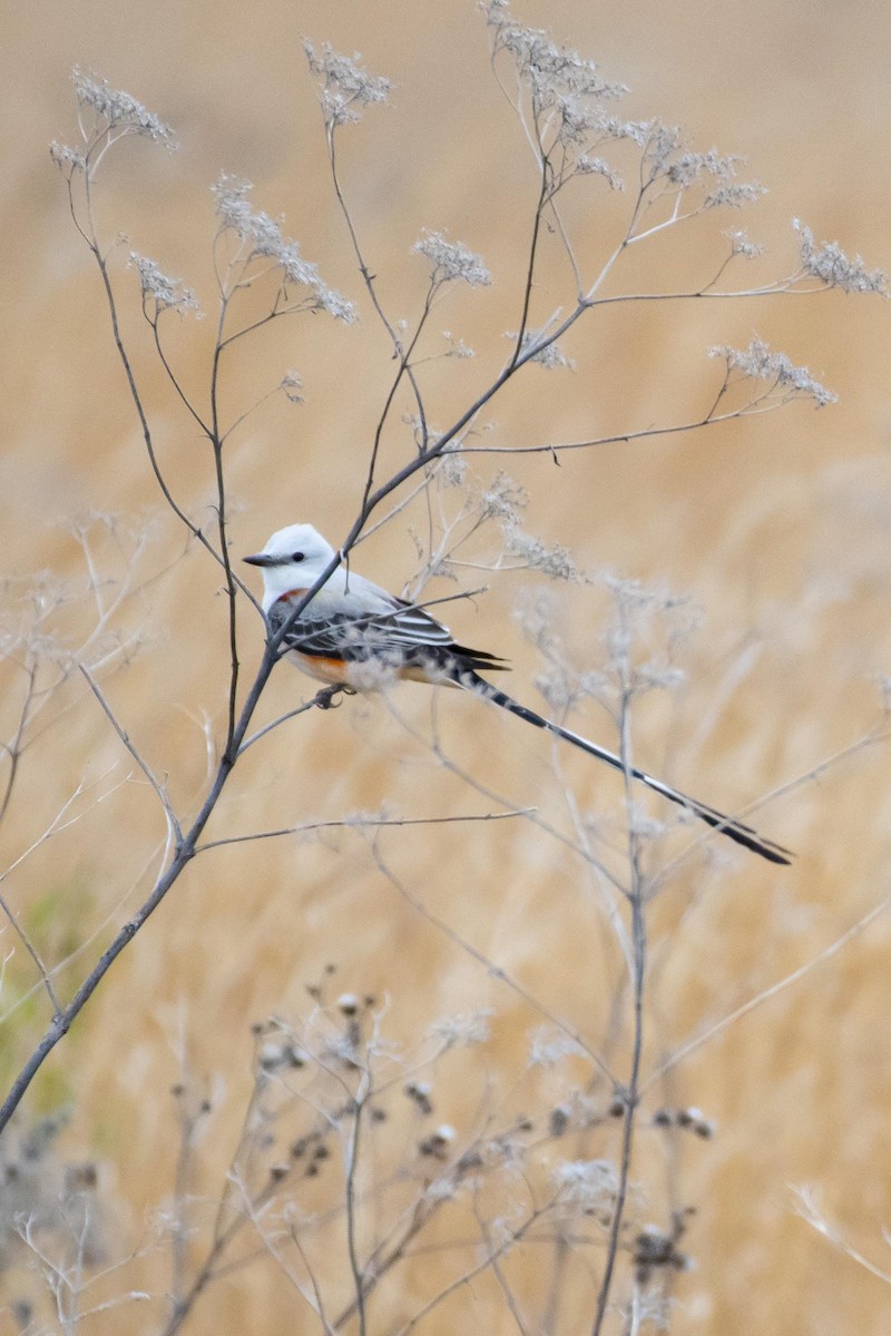 Scissor-tailed Flycatcher - ML616805330