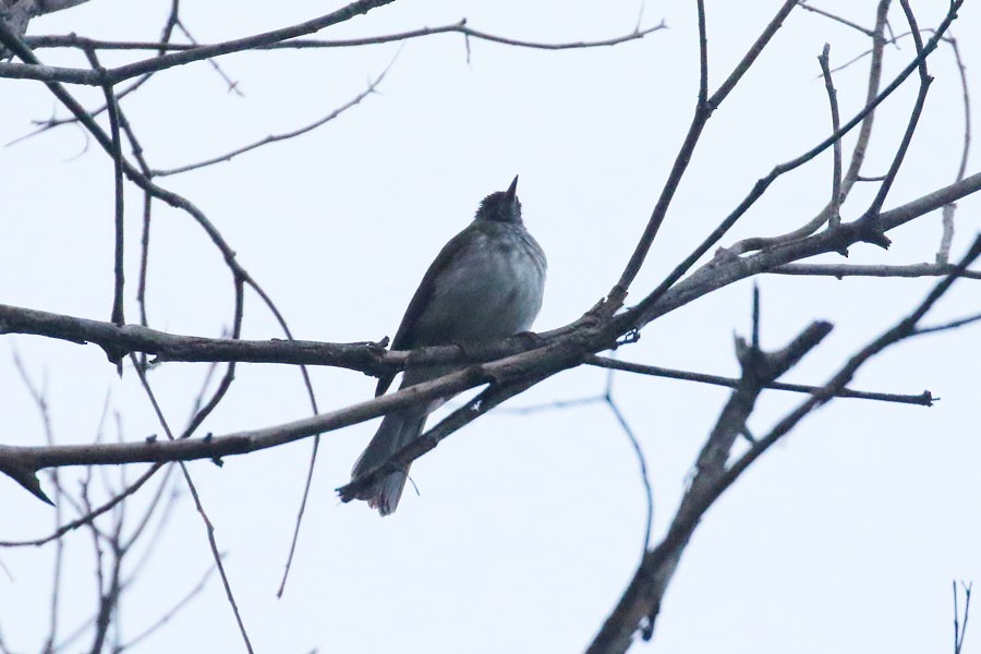 Streaked Bulbul - Robert Dolezal