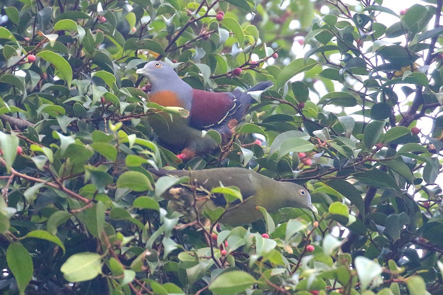 Little Green-Pigeon - ML616805361