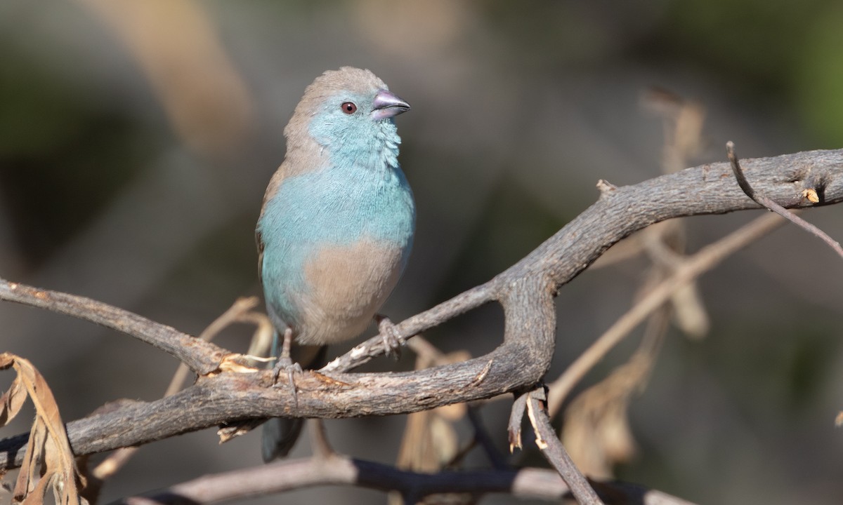 Southern Cordonbleu - Zak Pohlen