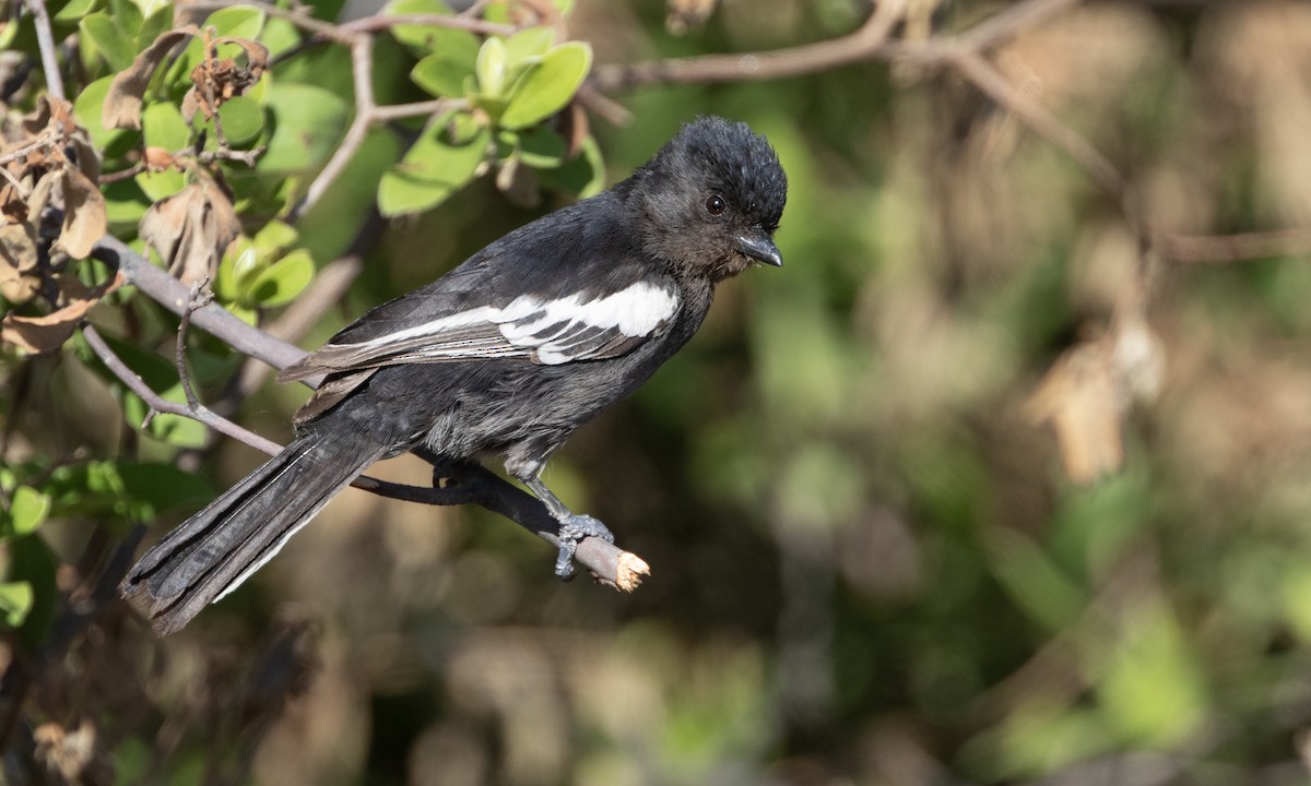 Southern Black-Tit - ML616805402