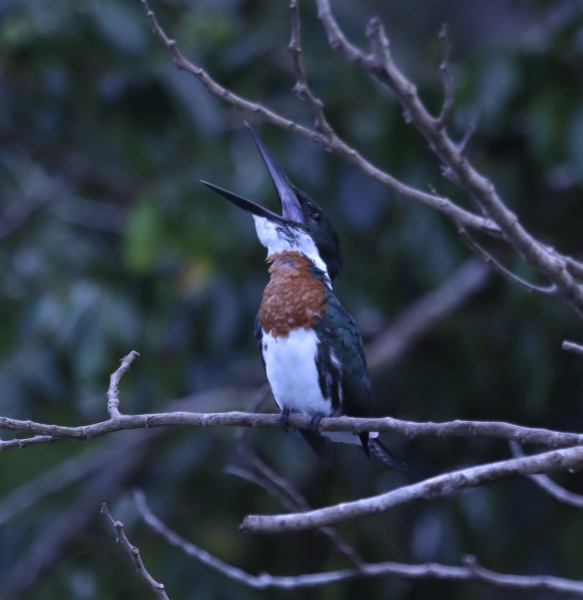 Amazon Kingfisher - Matthew Hewitt