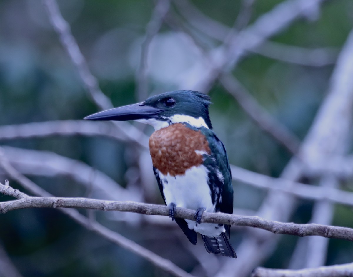 Amazon Kingfisher - Matthew Hewitt