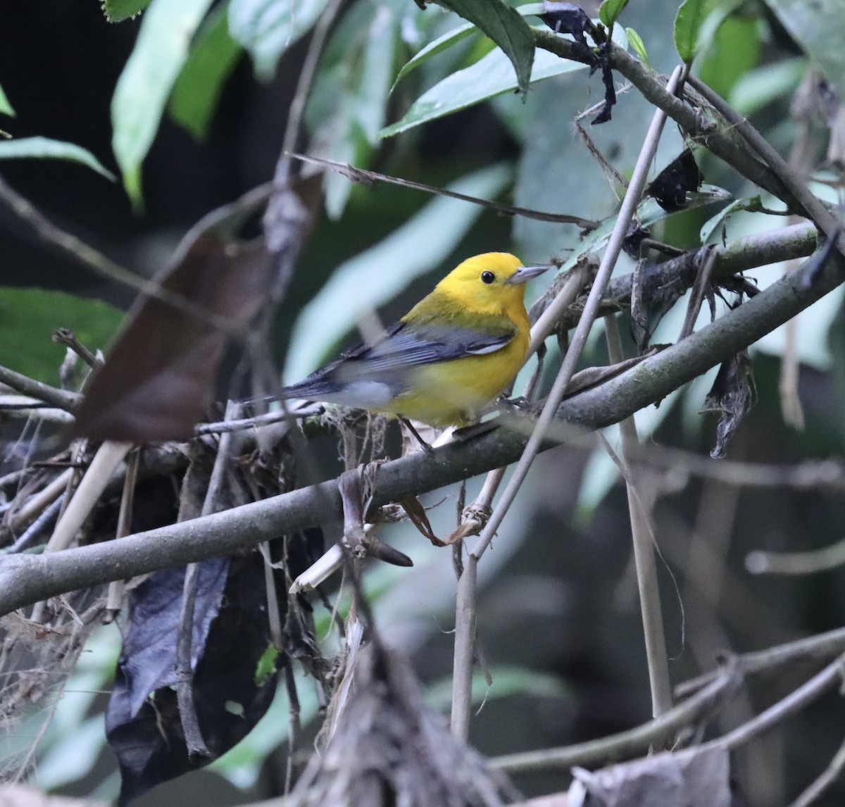 Prothonotary Warbler - Matthew Hewitt