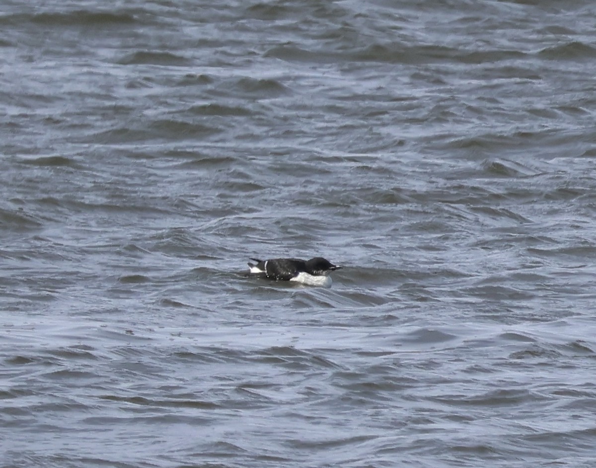 Thick-billed Murre - ML616805454