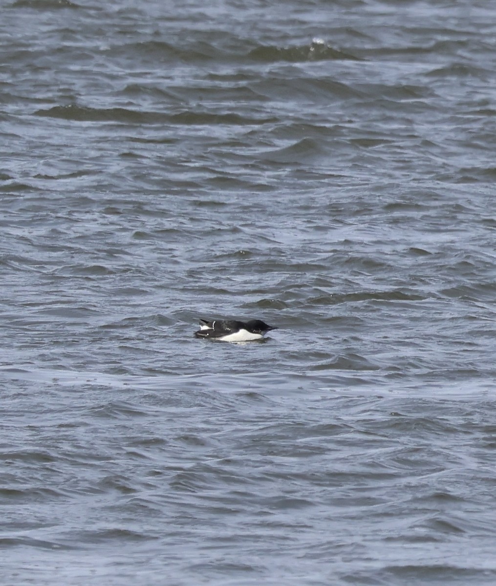 Thick-billed Murre - ML616805455