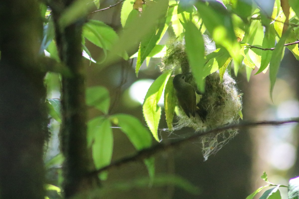 Green-tailed Sunbird (Doi Inthanon) - ML616805473