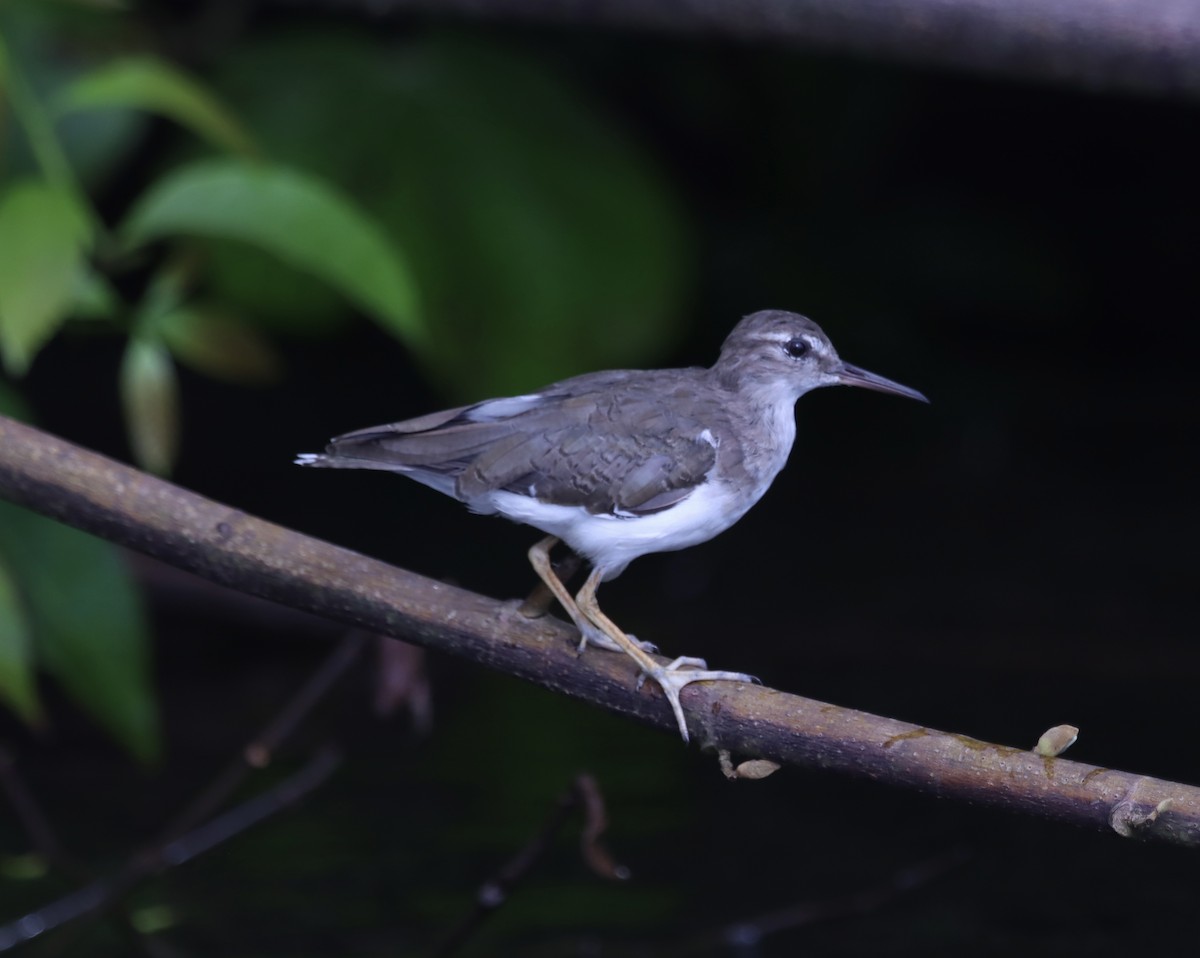 Spotted Sandpiper - Matthew Hewitt