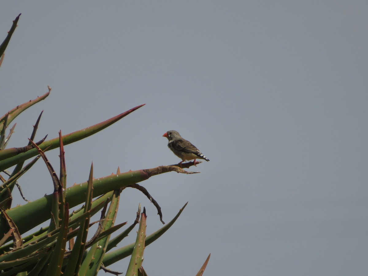 Zebra Finch - ML616805529