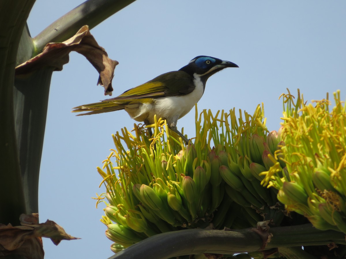 Blue-faced Honeyeater - ML616805532