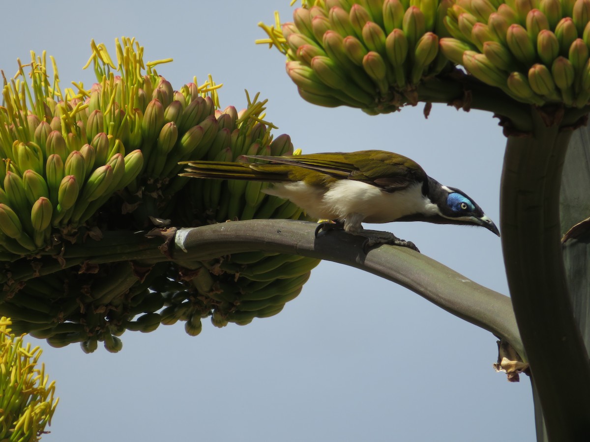 Blue-faced Honeyeater - ML616805536