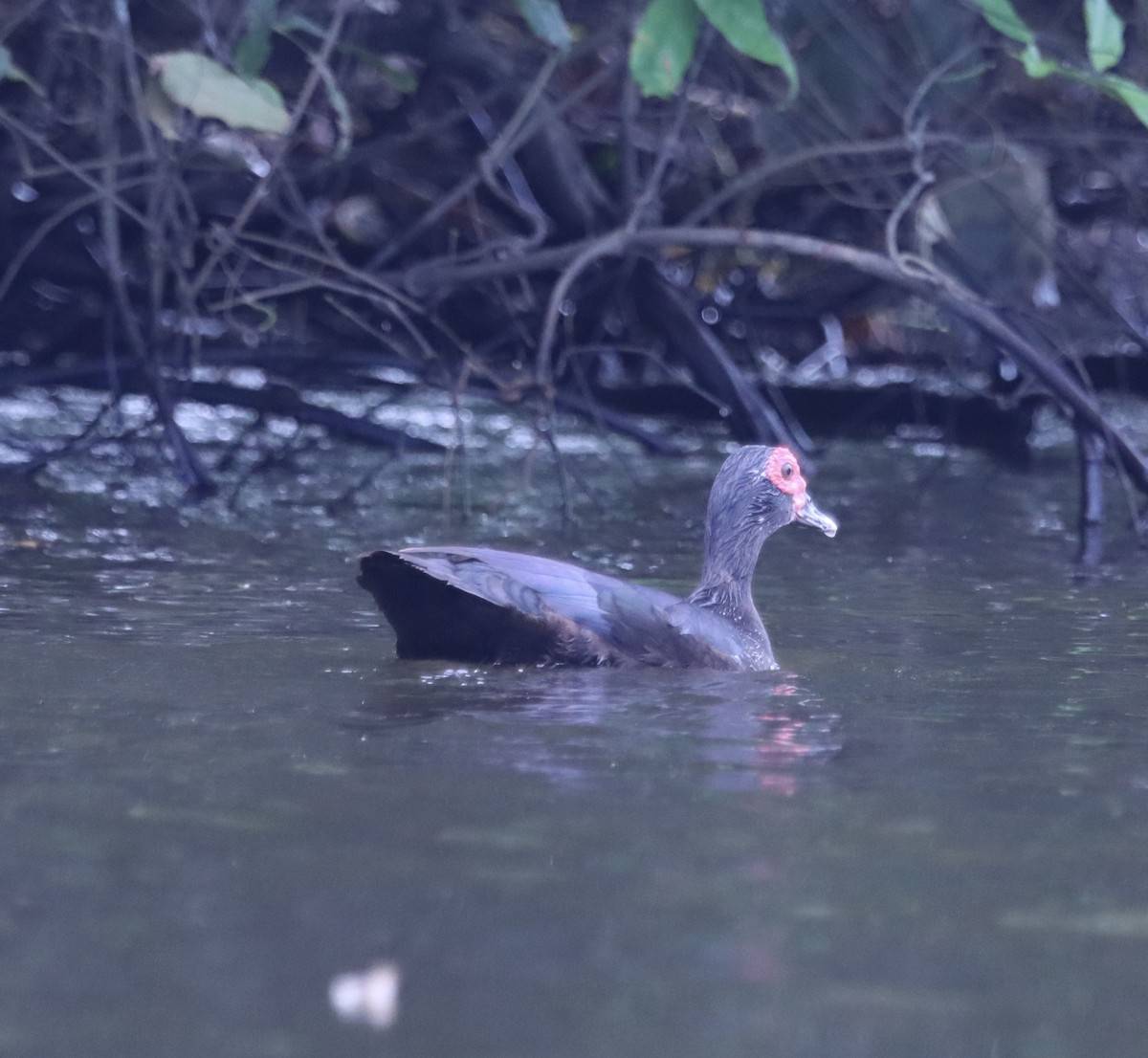 Muscovy Duck - ML616805556