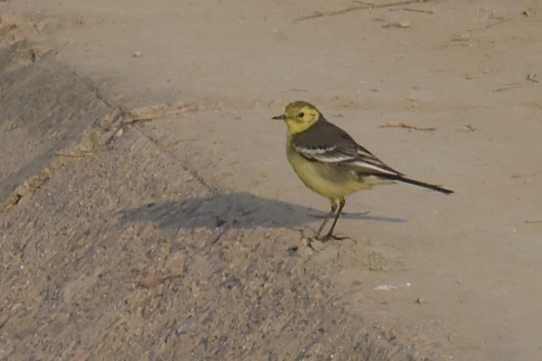 Citrine Wagtail - ML616805574