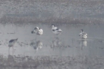 Pied Avocet - ML616805596