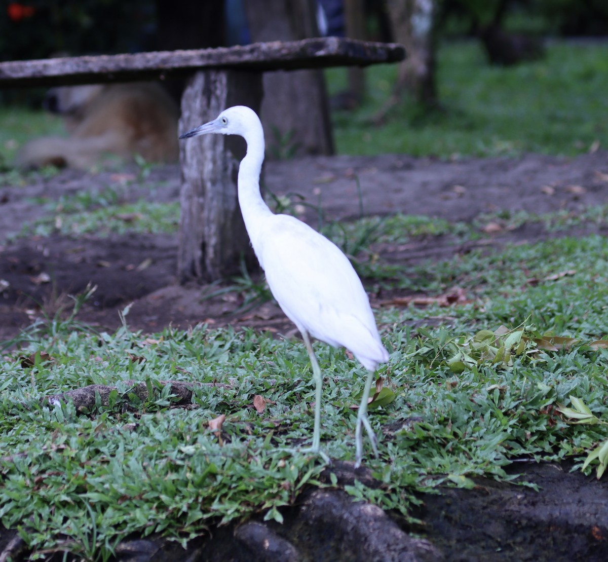 Aigrette bleue - ML616805610