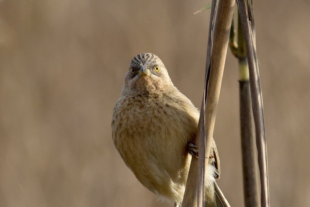 Striated Babbler - ML616805618